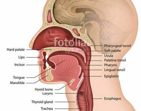 Ear Nose And Throat Association
